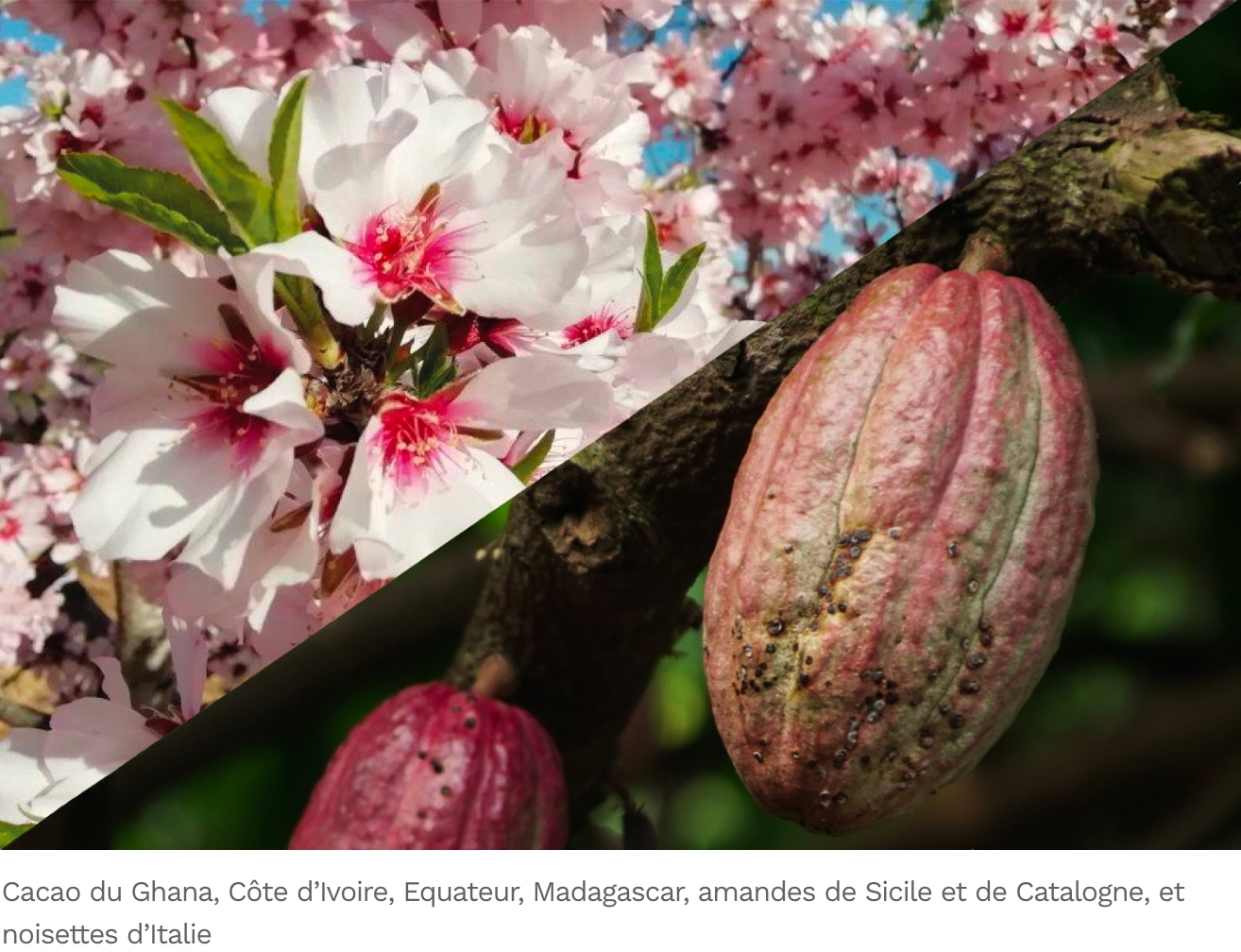 cacao du Ghana, Côte d’Ivoire, Equateur, Madagascar, amandes de Sicile et de Catalogne, et noisettes d’Italie